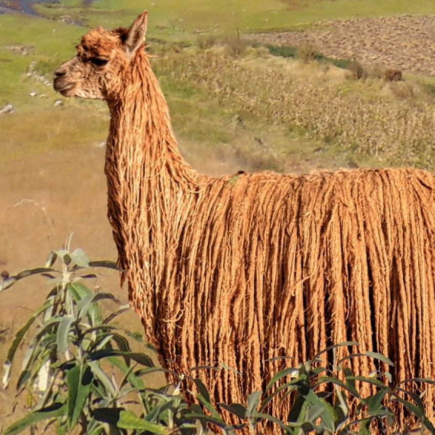 Suri alpaca fiber and the elegance of wearing luxury fashion made of it. Suri alpaca fiber and the elegance of wearing luxury fashion made of it.
