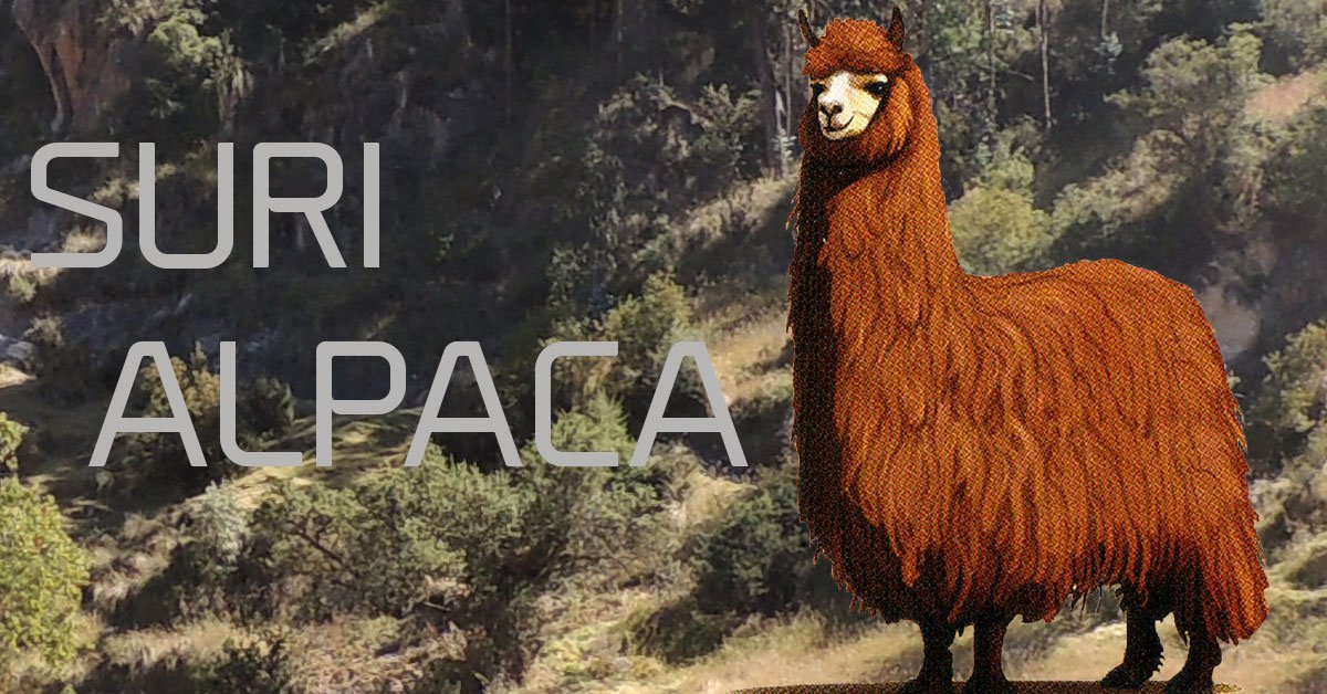 pflknitwear.com All about Suri alpaca and elegance of wearing luxury Suri fashion